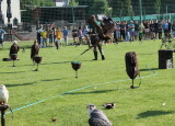 IMG_8537.JPG